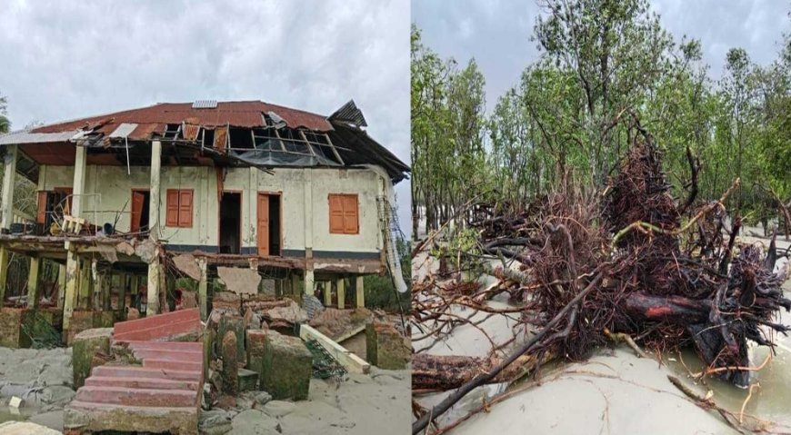 The biodiversity of the Sundarbans is in turmoil due to the havoc of the cyclone